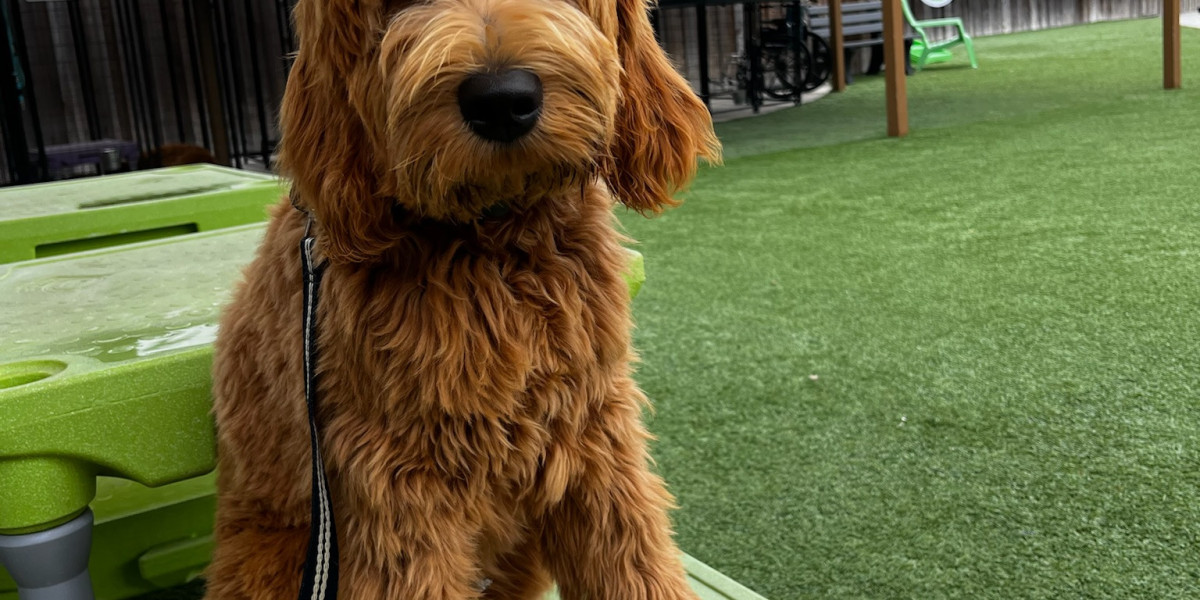 Why a Trained Dog Might Be the Best Choice for Your Family