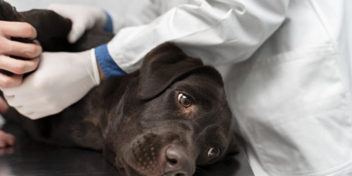 Senior Pet Health Emergencies: Acting Fast When Things Change