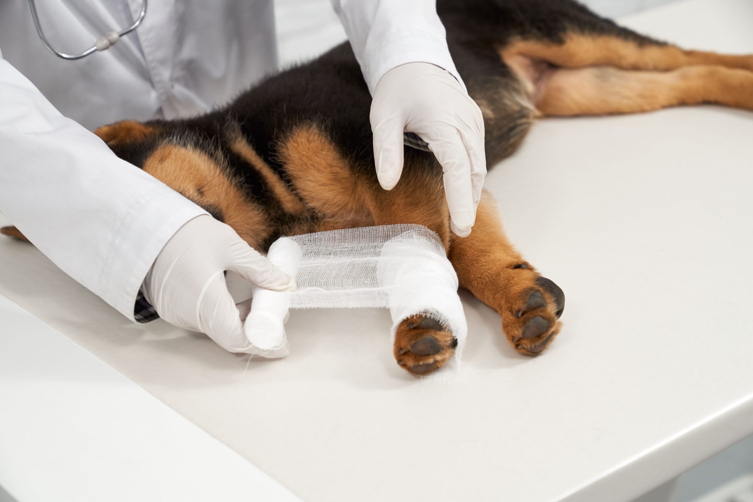 How to Control Severe Bleeding in Pets Until Help Arrives