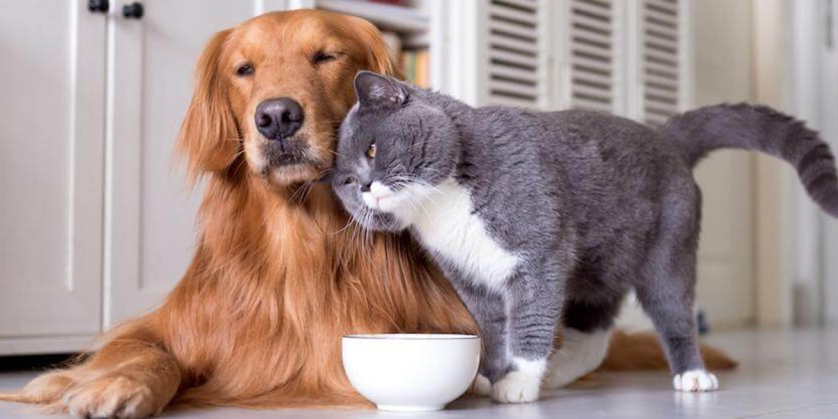 Understanding Your Pet’s Pain: How to Spot and Manage Pain in Dogs and Cats