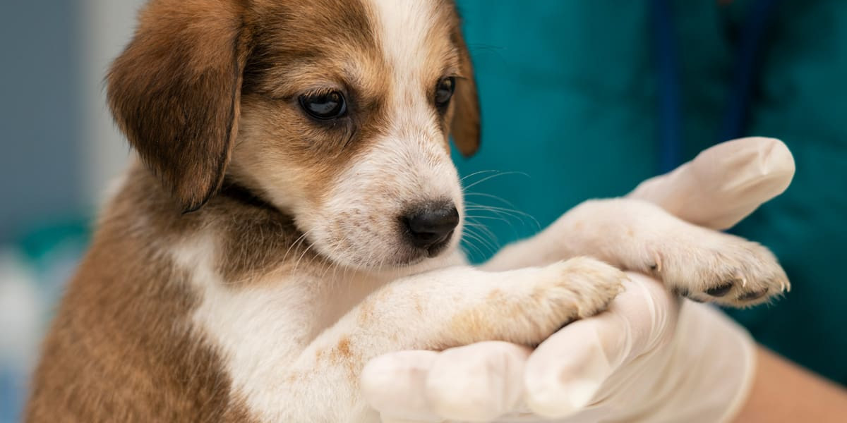 How to Keep Your Backyard Clean: The Best Tools for Pet Waste Removal